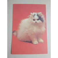 Карманный календарик.Кошки.1995 год
