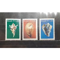 Бразилия. Фауна. Ракушки (1339)