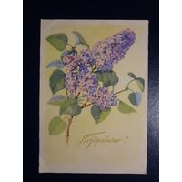 Поздравляю!  сирень.  1965 г.  подписанная.