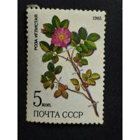 1985 СССР. Охраняемые лекарственные растения Сибири. Роза иглистая