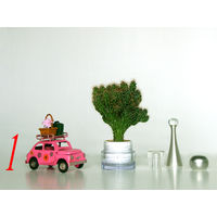 Кактус (скалистый цереус)