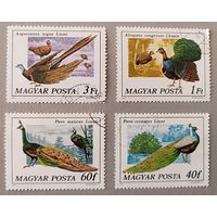 Павлины. Венгрия,1977