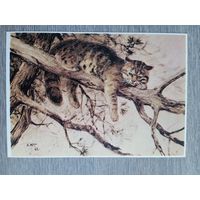 Комаров. Дикий кот