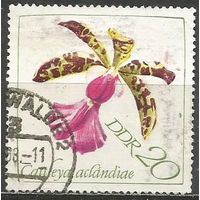 ГДР. Цветы. Орхидея Коттлея Экланда. 1968г. Mi#1423.
