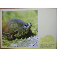 Карточки РБ. Черепаха болотная. 2003г.