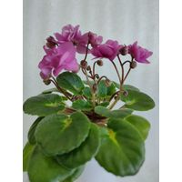 Фиалка мини Little Miss Muffet