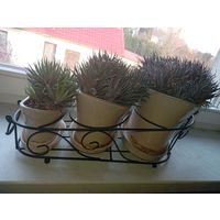 Красивая композиция три горшка разного размера