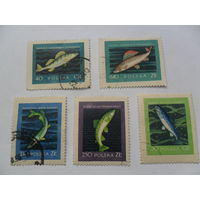 Польша, рыбы