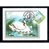 Филвыставка "Природа и мы" Беларусь 1995 год 1 картмаксимум