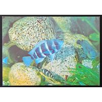 Комплект из 19 открыток без обложки (не хватает 5) Аквариум Московского зоопарка 1985