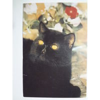 Календарик 2000 г. Кот Филимон.