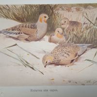 Копытка или саджа. Литография СПБ. Энциклопедическая гравюра конец 19века 25х17см. РАСПРОДАЖА КОЛЛЕКЦИИ.