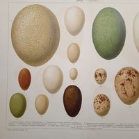 ЯЙЦА.-- таб I ХРОМОЛИТОГРАФИЯ СПБ.Конец 19века. 33+25см.