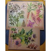 Картмаксимум 3 шт. Флора. Цветы. Ядовитые растения. 2026 год. Беларусь