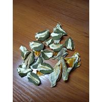 Гриб Веселка сухая