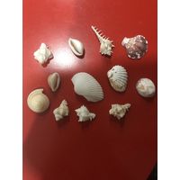 Ракушки набор