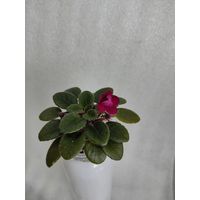 Фиалка мини Presion Red