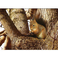 Открытка "Белка"