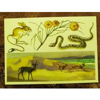 Открытка "КАРАКУЛЬСКИЙ заповедник"