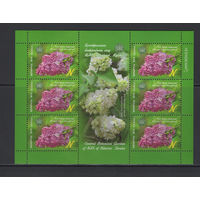 Флора кусты Беларусь 2015 Малый лист "Центральный ботанический сад."Сирень"Вера Хоружая"