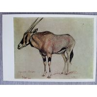 Комаров. Орикс - африканская антилопа