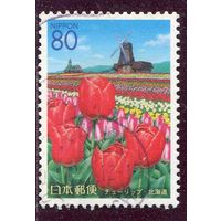 Япония. Цветы. Тюльпаны. Ветреная мельница