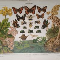 БАБОЧКИ...ДАРВИНИЗМЪ. Хромолитография 1900г. Спб. 31х24см.