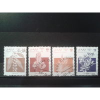 Сахара, 1992. Растения