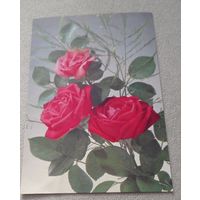 Розы, чистая.