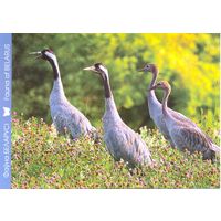 Фауна Беларуси: серый журавль, тираж 4000 экз., чистая, 2016