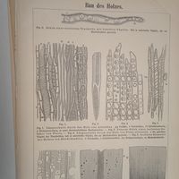 Гравюра энциклопедическая 19век. 25х17cм. Германия. РАСПРОДАЖА КОЛЛЕКЦИИ.