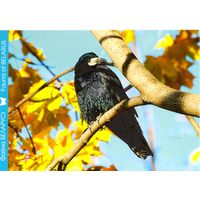 Фауна Беларуси: грач, тираж 3000 экз., чистая, 2012