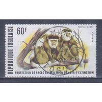 [2472] Того 1977. Фауна.Обезьяны. Гашеная марка. 1