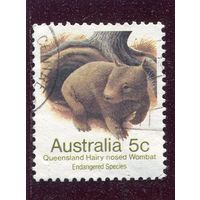 Австралия. Фауна