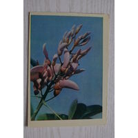 Раскин Л.(фото), Цветы кораллового дерева; 1963, чистая.