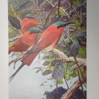 Пурпурная щурка. Литография СПБ. Энциклопедическая гравюра конец 19века 25х17см. РАСПРОДАЖА КОЛЛЕКЦИИ.