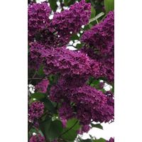 Сирень саженец