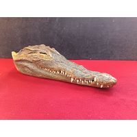 С рубля без мц. крокодил голова. чучело. 22х10х6см.