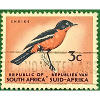 Южная Африка 1961. Красногрудый певчий сорокопут