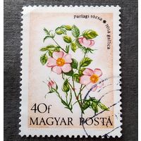 Марка Венгрия 1974 год Цветы