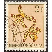 Конго а. Флора. Цветы. Anselia