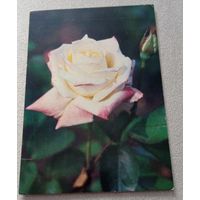 Роза "Америка Херитадж", чистая. Издательство "Планета", 1983