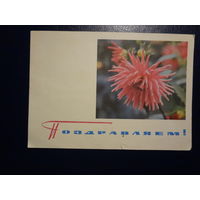 Поздравляем!  Георгины.  1965 г.  подписанная.