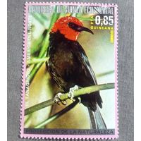 Марка Экваториальная Гвинея 1976 год Птицы