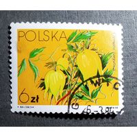 Марка Польша 1984 год Цветы
