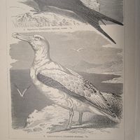 Плавающия птицы 3.4. Энциклопедическая гравюра конец 19в. Спб.   24х16см.