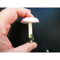 ГРИБ папье маше  50-е годы. Из СССР.