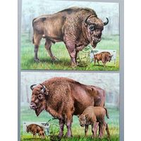 Картмаксимум "Европейский зубр", Беларусь