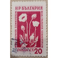 Болгария. Флора. Мак