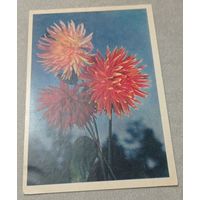 Цветы: георгины, 1956, издательство "Правда". подписана.